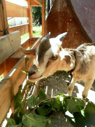 Agroturismo All'ombra Degli Ulivi B&B