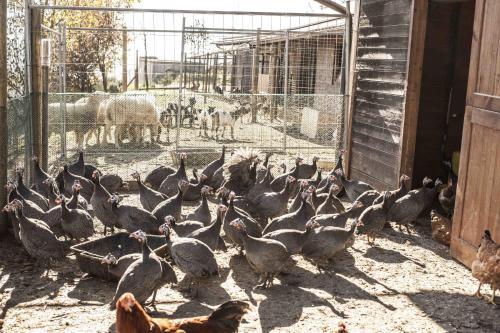 Agroturismo Azienda Agrituristica Alcastl�