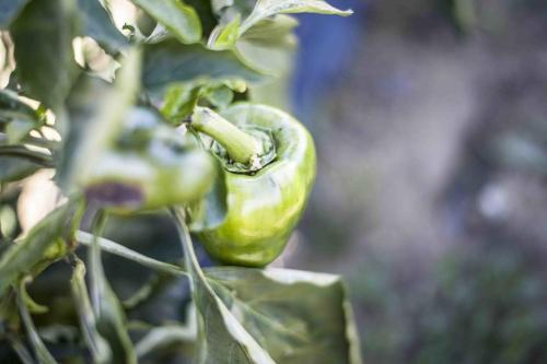 Agroturismo Azienda Agrituristica Alcastl�