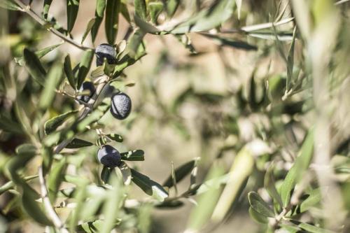 Agroturismo Azienda Agrituristica Alcastl�
