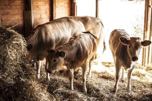 Agroturismo Azienda Agrituristica Alcastl�