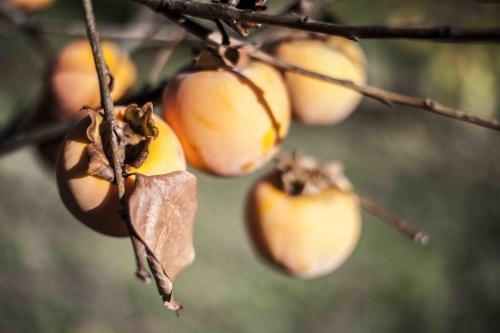 Agroturismo Azienda Agrituristica Alcastl�