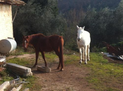 Agroturismo Agriturismo Villa Gabbiano