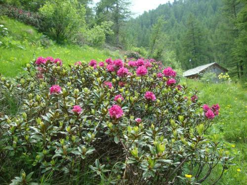 Bed & Breakfast Barba Bertu