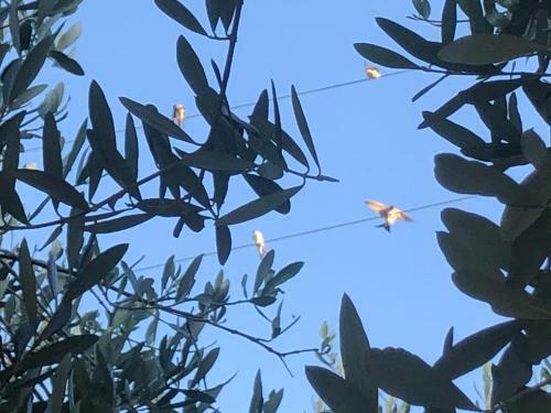 Agroturismo Il Platano Residenza Rurale