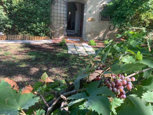 Bed & Breakfast La Volpaia