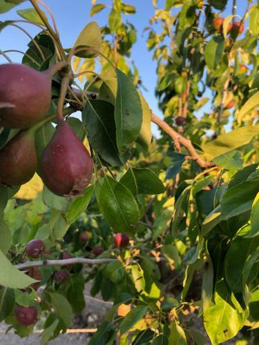 Bed & Breakfast Podere Il Sasso