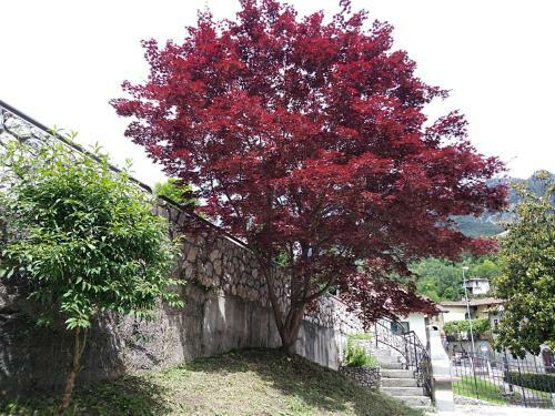 B&B L'acero
