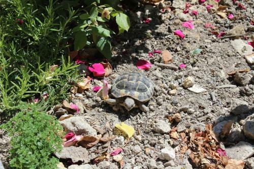 Al Qatta Bed & Breakfast