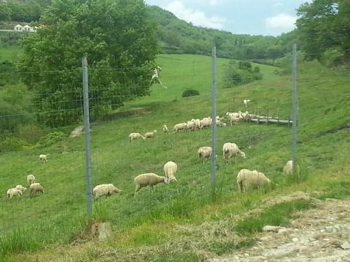 Agroturismo Agriturismo Il Podere