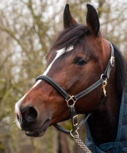 Hostal Villa Amorosa