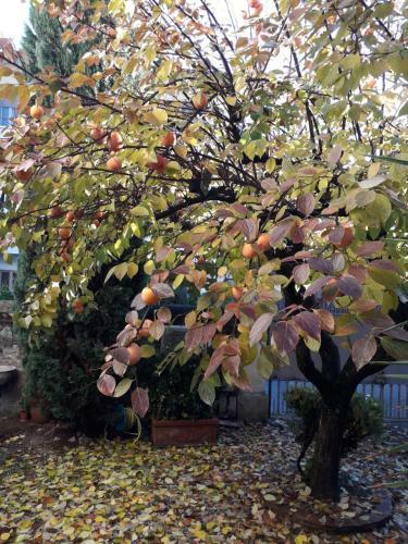 Hostal Villa Amorosa