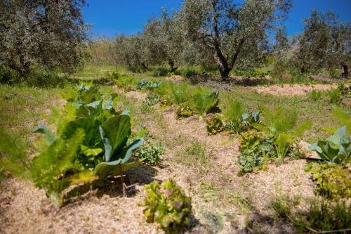 Bed & Breakfast Agriturismo Biologico Piccapane