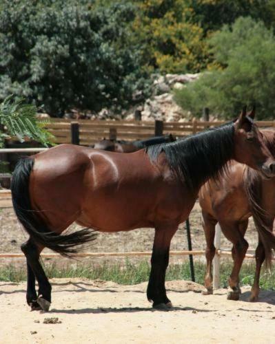 Aparthotel Vered Hagalil Holiday Village Hotel