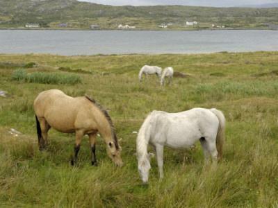Maol Reidh Hotel