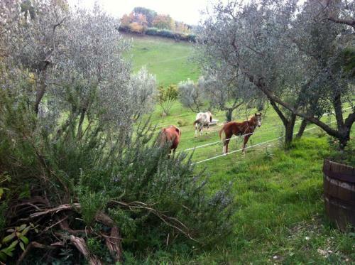 La Casa Del Mandorlo - Holiday Cottage