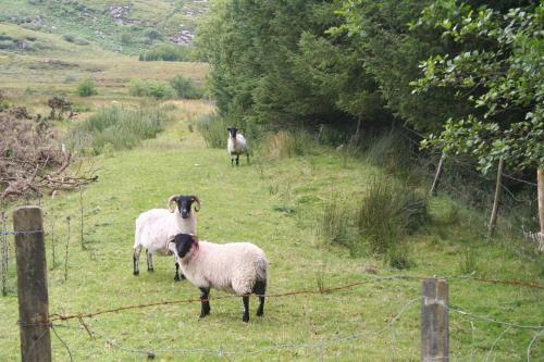 Bed & Breakfast Haggart Lodge