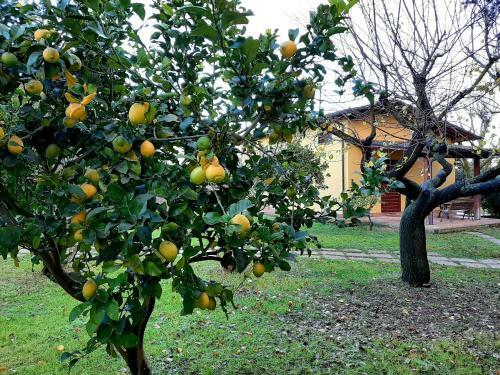 Agroturismo Agriturismo Podere Bedin
