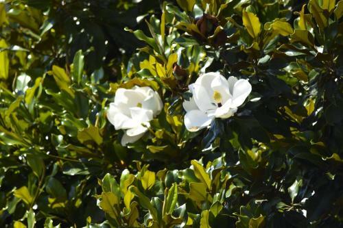 Apartamento Appartamento Magnolia - Rebomaholidays