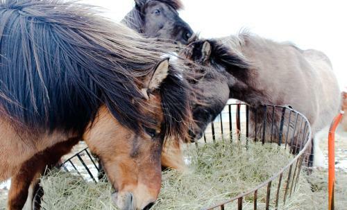 Bed & Breakfast H�radsskolinn