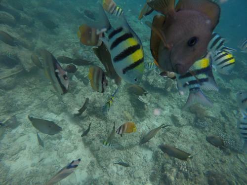 Hostal Meisya Cottage