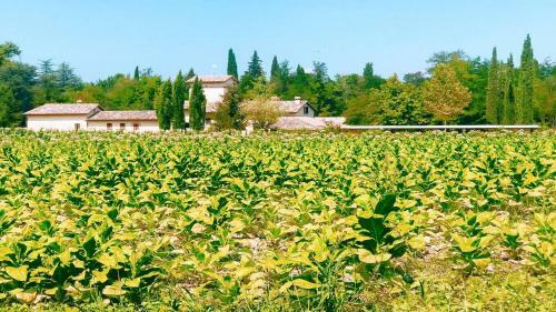 Villa Spoleto Luxury Mill House, Spoleto Centre 10 Mins