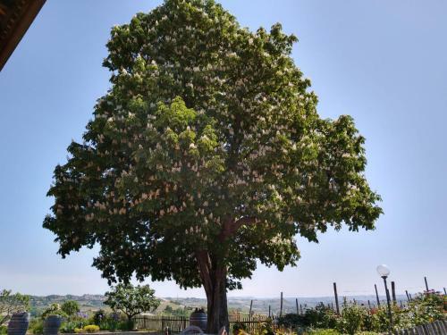 Apartamento Agriturismo Cascina Del Rosone