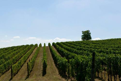 Apartamento Agriturismo Cascina Del Rosone