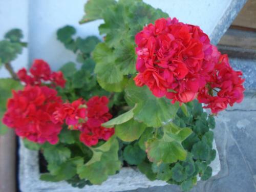 Casa Tea Bed And Breakfast & Esmeralda Home Restaurant