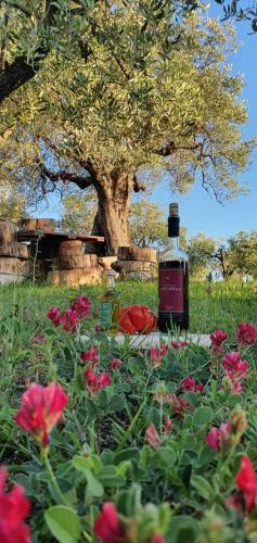 Agroturismo Agriturismo Antico Podere Il Polveraio