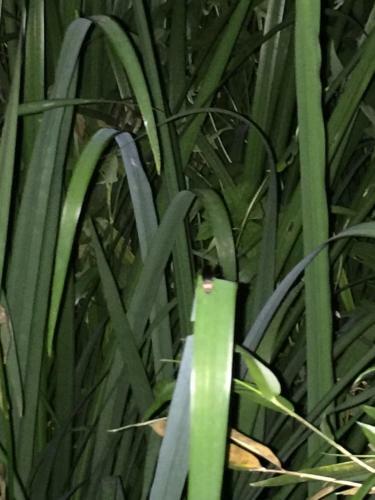 Bunbuku No Yu