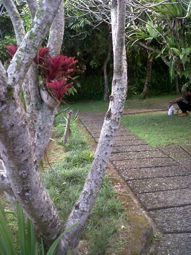 Hostal Arjana Bungalows 2