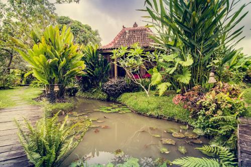 Dragonfly Village