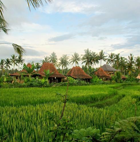 Dragonfly Village