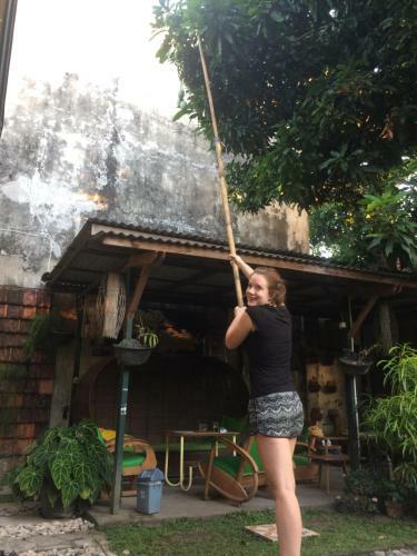 Hostal Mango Tree Dipudjo