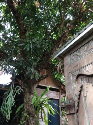 Hostal Mango Tree Dipudjo