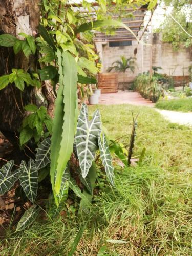Bed & Breakfast Orchid Guesthouse
