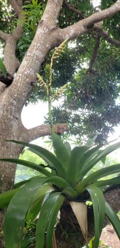 Hotel The Jungle