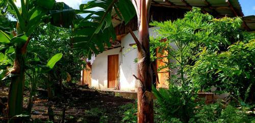 Hotel The Jungle