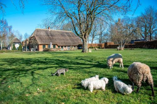 Dream-house Esveld