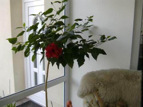 Elisabeth Apartman