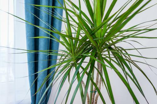 Apartamenty Bosacka Wawelofts