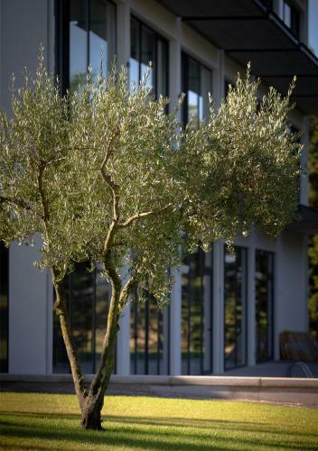 Olive Nature - Hotel & Spa Da Quinta Dona Adelaide