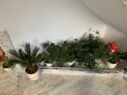 Hostal Vila Anelisse