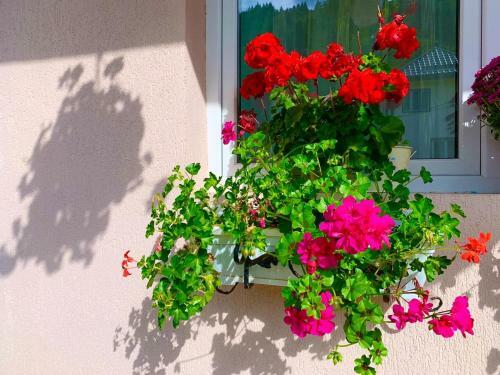 Hostal Vila Anelisse