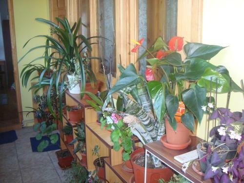 Hostal Pensiunea Nicky