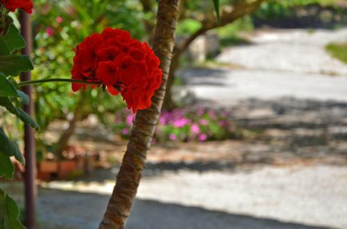 Apartamento Belvedere Zakynthos Studios