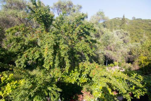 Apartamento Athina Studios