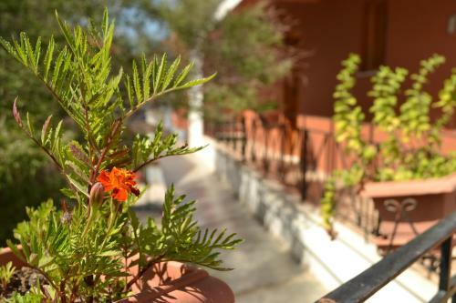 Hostal Natura