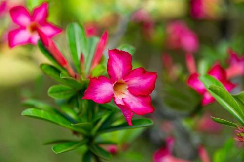 Apartamento Villa Bella